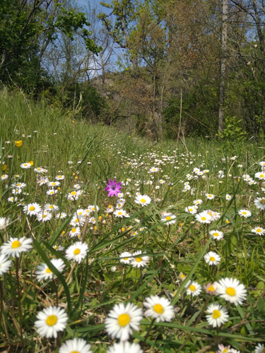 fiori nel campo