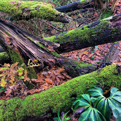 natura bosco