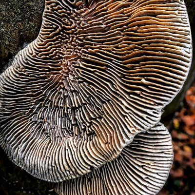 natura bosco funghi